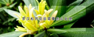 罗汉松开花后需要怎么处理,第1图