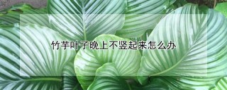 竹芋叶子晚上不竖起来怎么办,第1图