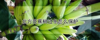 北方芭蕉树过冬怎么保护,第1图