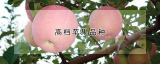 高档苹果品种,第1图