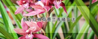 东方红神荷墨兰养殖方法,第1图