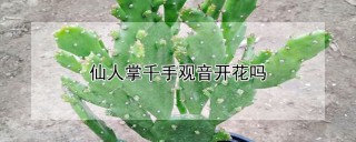 仙人掌千手观音开花吗,第1图