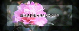 茶梅的扦插方法和注意事项,第1图