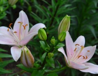 百合花种子怎么繁殖，播种繁殖存活率最高(养殖三年开花),第5图