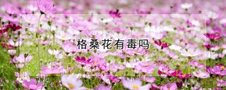 格桑花有毒吗,第1图