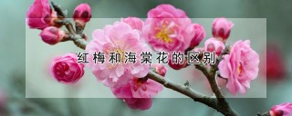 红梅和海棠花的区别,第1图