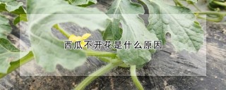 西瓜不开花是什么原因,第1图