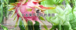 火龙果不开花的原因,第1图