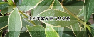 一年四季散发香气的盆栽,第1图