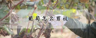 葡萄怎么剪枝,第1图