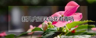 新几内亚凤仙花有毒吗,第1图