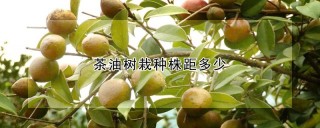 茶油树栽种株距多少,第1图