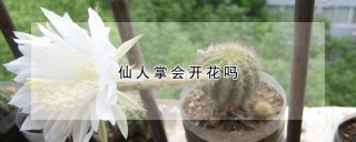 仙人掌会开花吗,第1图