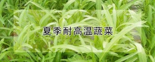 夏季耐高温蔬菜,第1图