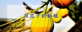 吊瓜子的种植,第1图