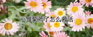 小雏菊蔫了怎么救活,第1图