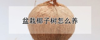 盆栽椰子树怎么养,第1图