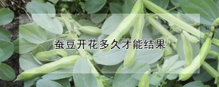 蚕豆开花多久才能结果,第1图