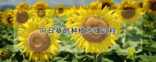 向日葵的种植步骤过程,第1图