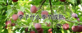 李子什么季节成熟,第1图