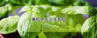 薄荷冬天会冻死吗,第1图