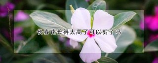 长春花长得太高了可以剪了吗,第1图