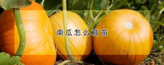 南瓜怎么育苗,第1图