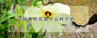 秋葵的花是什么样子的,第1图