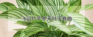 飞羽竹芋冬天叶子卷曲,第1图