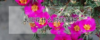 太阳花什么时候播种,第1图