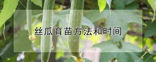 丝瓜育苗方法和时间,第1图