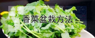 香菜盆栽方法,第1图