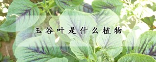 玉谷叶是什么植物,第1图