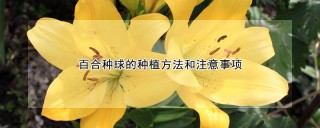 百合种球的种植方法和注意事项,第1图