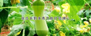 丝瓜长到多高开始打顶摘心,第1图