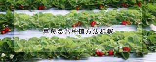 草莓怎么种植方法步骤,第1图