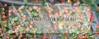 平枝栒子与珍珠荀子区别,第1图