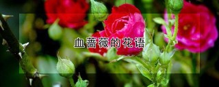 血蔷薇的花语,第1图