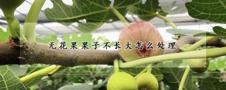 无花果果子不长大怎么处理,第1图