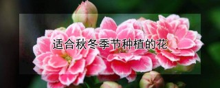 适合秋冬季节种植的花,第1图