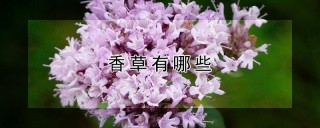 香草有哪些,第1图