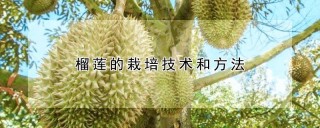 榴莲的栽培技术和方法,第1图