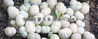 生石花夏天多久浇一次水,第1图