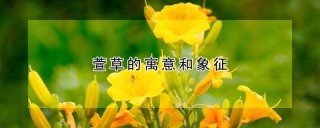 萱草的寓意和象征,第1图