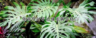 龟背竹叶子边缘发黄干枯,第1图