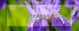 乔迁送什么花,第1图