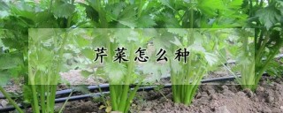 芹菜怎么种,第1图