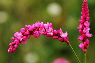 花蓼是什么植物,第2图