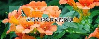 凌霄花和炮仗花的区别,第1图