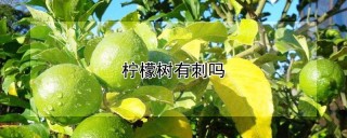 柠檬树有刺吗,第1图